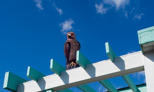 Bird-B-Gone-MMRTH1-Hawk-Decoy-0